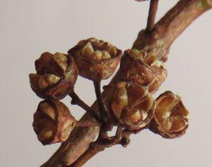 Metrosideros angustifolia 