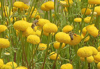Oncosiphon grandiflorum
