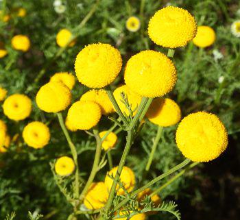 Oncosiphon grandiflorum