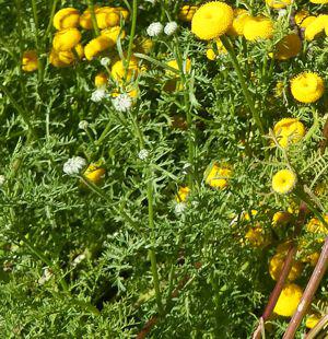 Oncosiphon grandiflorum