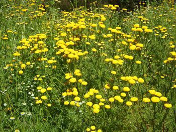 Oncosiphon grandiflorum