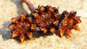 Smicrostigma viride fruits