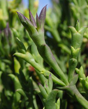 Smicrostigma viride
