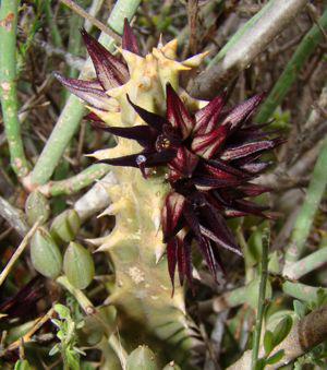Quaqua mammilaris 