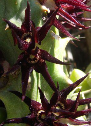 Quaqua mammilaris 