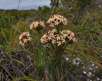 Crassula fascicularis