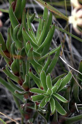 Crassula fascicularis