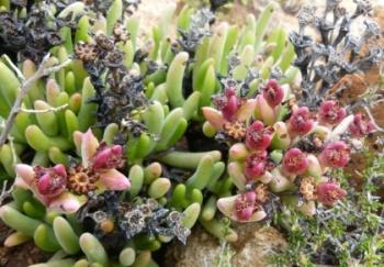 Ottosonderia monticola fruits
