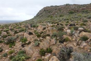 Ottosonderia monticola in habitat, Rooberg