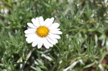 Eumorphia prostrata