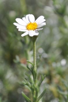 Eumorphia prostrata flowerhead