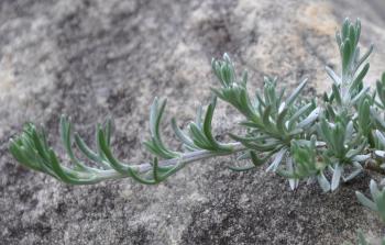 Eumorphia prostrata foliage