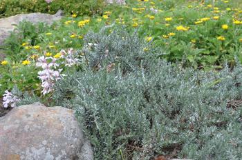 Eumorphia prostrata in the garden