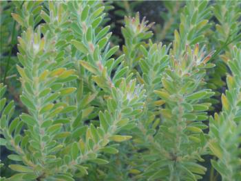 Diastella fraterna, foliage