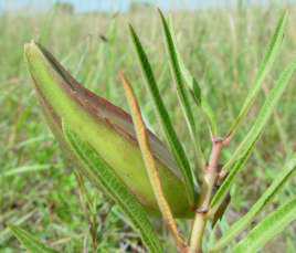 Fruits