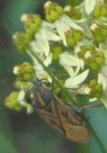 Insect visiting flowers