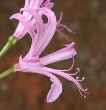 Nerine bowdenii showing declinate stamens and style