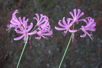 Nerine bowdenii subsp. bowdenii from southern KwaZulu-Natal