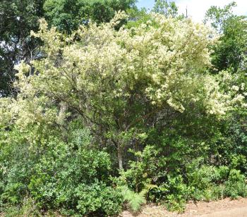 Gymnosporia buxifolia in flower