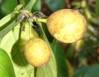 Oxyanthus pyriformis fruits (Geoff Nichols)
