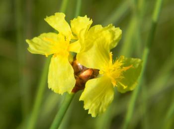 Xyris capensis flowers (Graham Grieve)