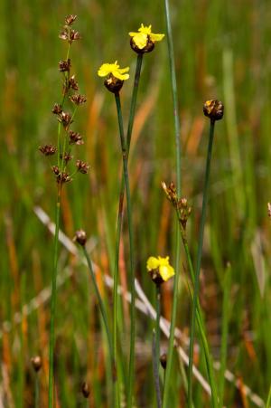 Xyris capensis (Richard Boon)