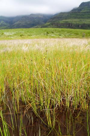Xyris capensis habitat (Richard Boon)