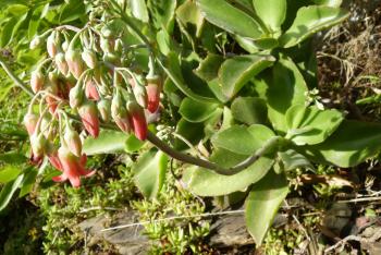 Cotyledon petiolaris in habitat on a cliff along the Mbashe River, growing together with Crassula rupestris.