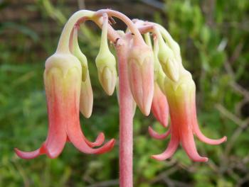 The inflorescence of Cotyledon petiolaris in cultivation.