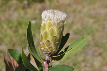 Protea mundii, flowerhead