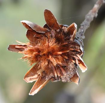 Seedhead releasing seeds.