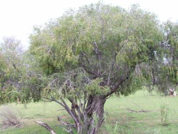 Euclea pseudebenus, Kaokoveld.