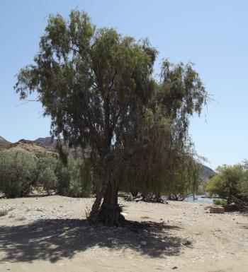Euclea pseudebenus in habitat, Richtersveld