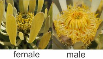 Leucadendron chamelaea, male and female flowerheads.