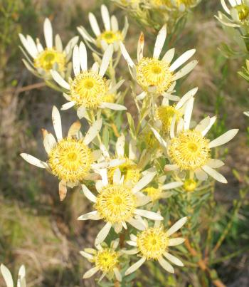 Leucadendron chamelaea, male.