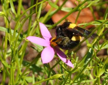 Chronia laxa flower being buzzed by a bumblebee.