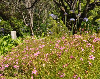 Chronia laxa makes a showy edging plant.