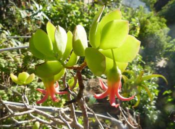 Cotyledon gloeophylla