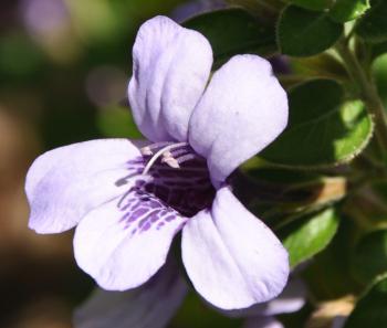 Dyschoriste thunbergiflora 