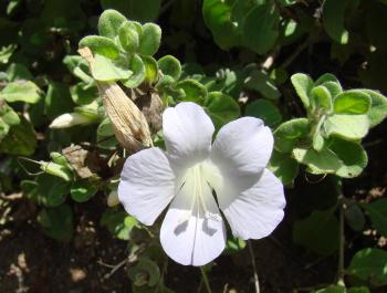 Barleria matopensis