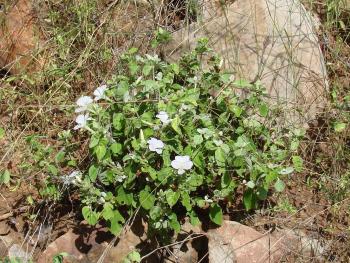 Barleria matopensis