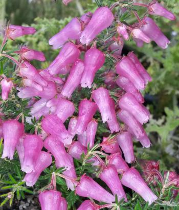 Erica glomiflora, Cloete's Pass