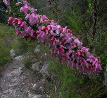 Erica glomiflora, Outeniqua Trail (HG Robertson, Iziko Museums of South Africa)