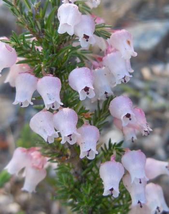 Erica glomiflora, pale pink