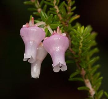Erica glomiflora (HG Robertson, Iziko Museums of South Africa)