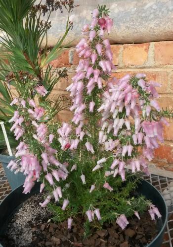 Erica glomiflora, makes a good potplant