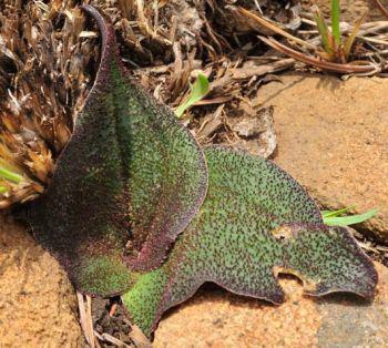 Ledebouria ovatifolia subsp. scabrida (Connal Oosterbrook)