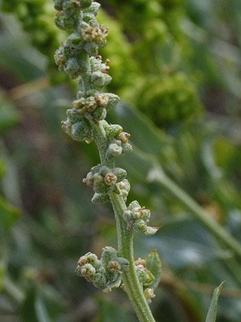 Manochlamys albicans, flowers