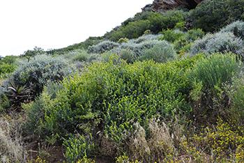 Manochlamys albicans, habitat