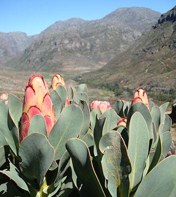 Protea grandiceps, Franschhoek